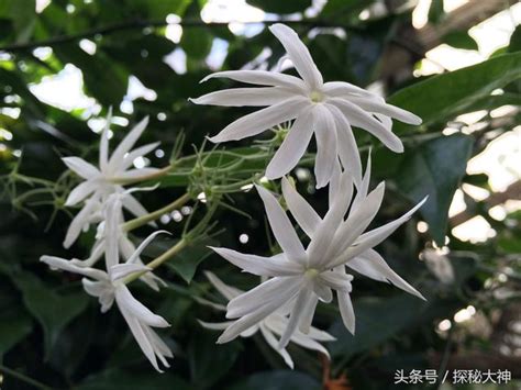 夜間開花植物